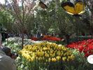Flower garden at Bellagio